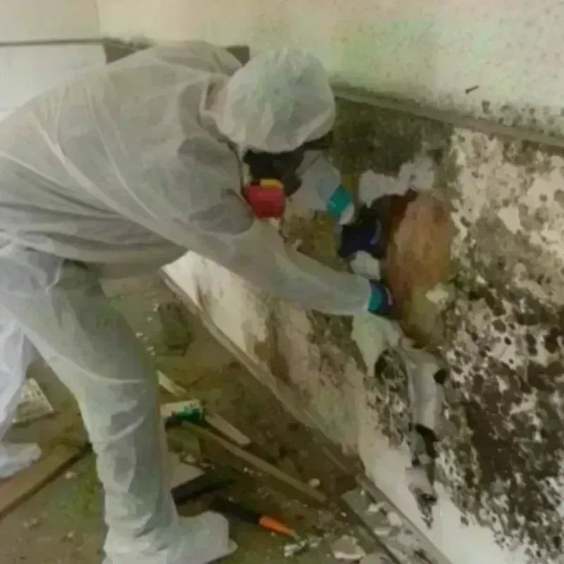 Mold Remediation and Removal in Rowley, MA